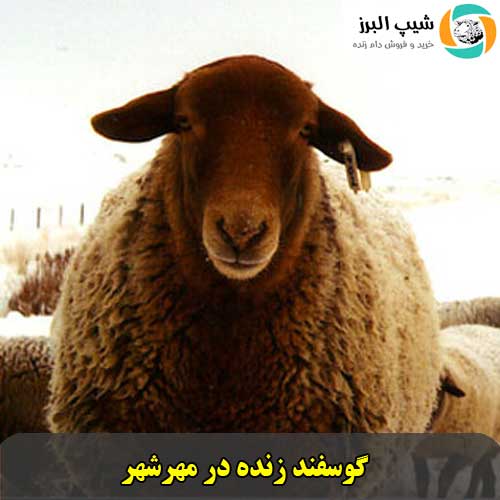 گوسفند زنده در مهرشهر