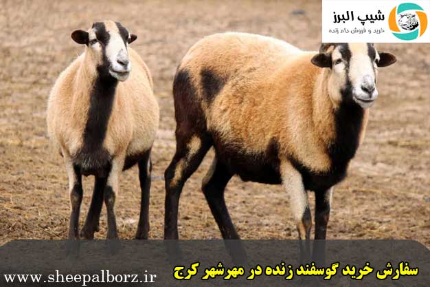 سفارش خرید گوسفند زنده در مهرشهر کرج