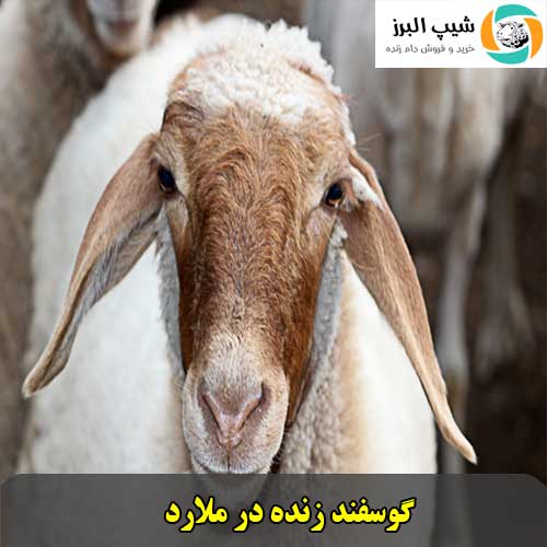 گوسفند زنده در ملارد