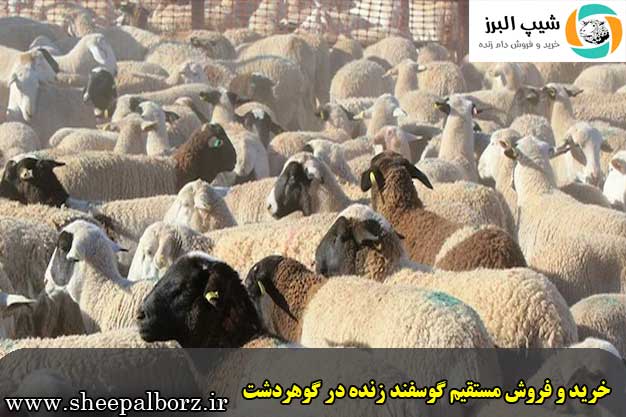 مزایای خرید گوسفند زنده گوهردشت