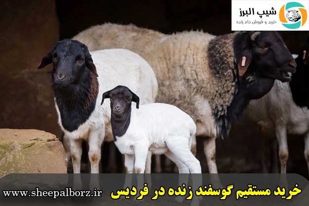 خرید مستقیم گوسفند زنده در فردیس