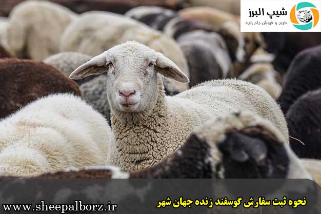 نحوه ثبت سفارش گوسفند زنده جهان شهر
