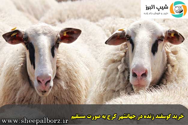 خرید گوسفند زنده در جهانشهر کرج به صورت مستقیم