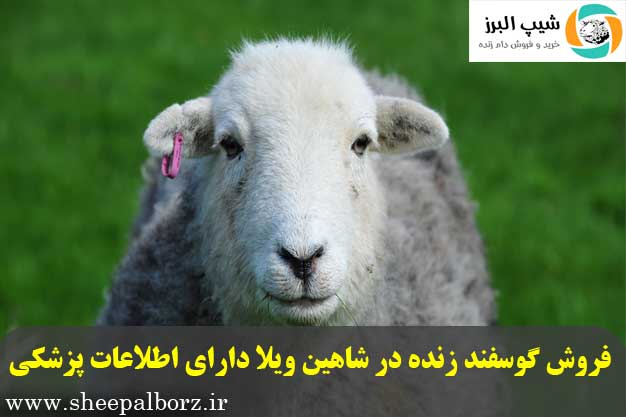 فروش گوسفند زنده در شاهین ویلا با اطلاعات پزشکی